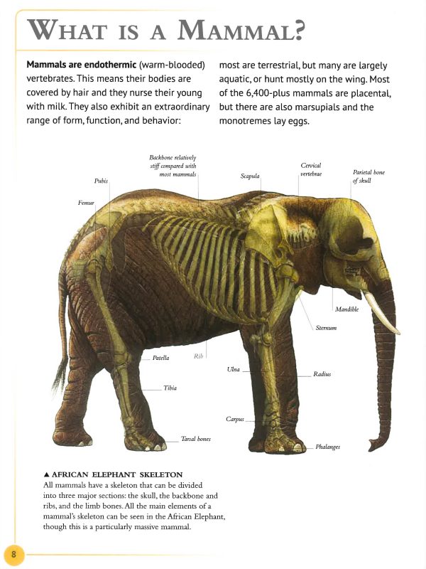 The Encyclopedia Of Animals Cheap