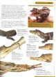 The Encyclopedia Of Animals Cheap