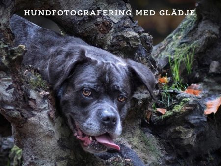 Klick : hundfotografering med glädje Online now